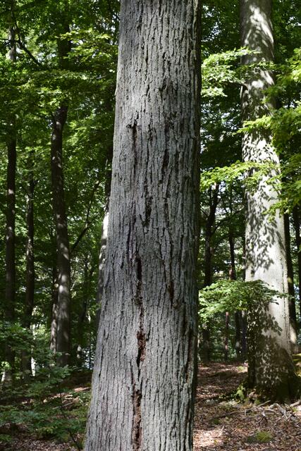 Horst Schikora: "Die Borke dieser Eiche lässt sich ganz leicht vom Stamm lösen. Die Krone des Baumes ist sehr spärlich belaubt aber noch grün. Welche Krankheit hat dieser Baum, liegt es eventuell an dem zu trockenem Sommer?"

 | Foto: Horst Schikora