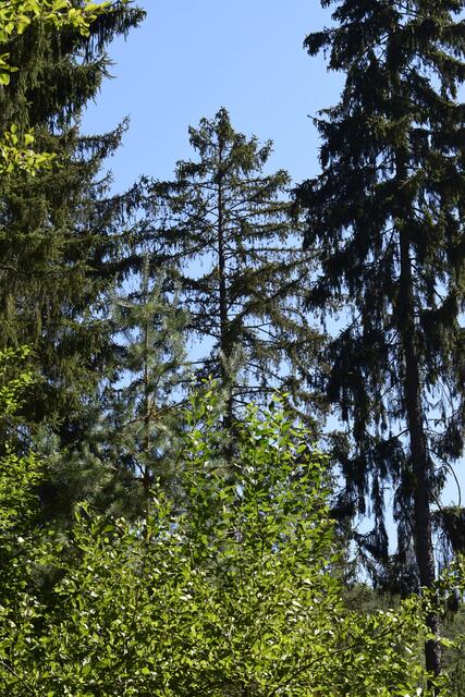 Horst Schikora: "Käferfichte mit Lamettaeffekt. Der aufgelichtete Baum ist schwer krank von Borkenkäfern befallen und hat noch ein Lebenserwartung von vielleicht zwie Jahren. Diese Baum wird entfernt. Würd man ihn stehen lassen berfallen, lebt bvieleicht noch 2 Jahre, dann ist es vorbei. Würde man ihn stehn lassen, würde er zumindestens noch für Schattenklima sorgen. Solche absterbenden Bäume stehen für viele ihrer Artgenossen im Pfälzer Wald denen es miserabel geht. Sie wurden in der Vergangenheit und werden immer noch in der Gegenwart durch forstliche Eingriffe freigestellt und genießen somit keinen Bestandsschutz." | Foto: Horst Schikora