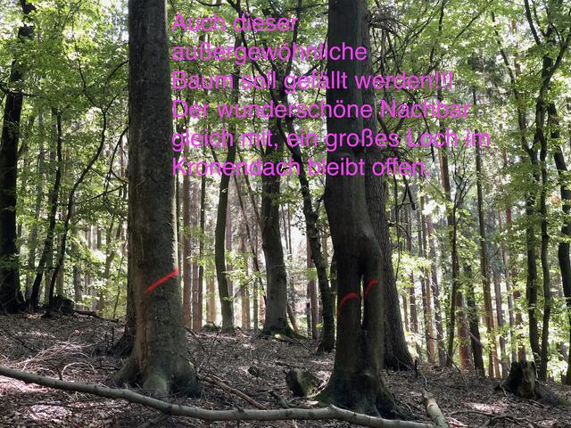 Werden die noch vorhandenen Buchenbestände weiterhin so brutal aufgelichtet, verliert die Buche Jahr für Jahr immer mehr an Vitalität und stirbt ab. | Foto: Christine Frei