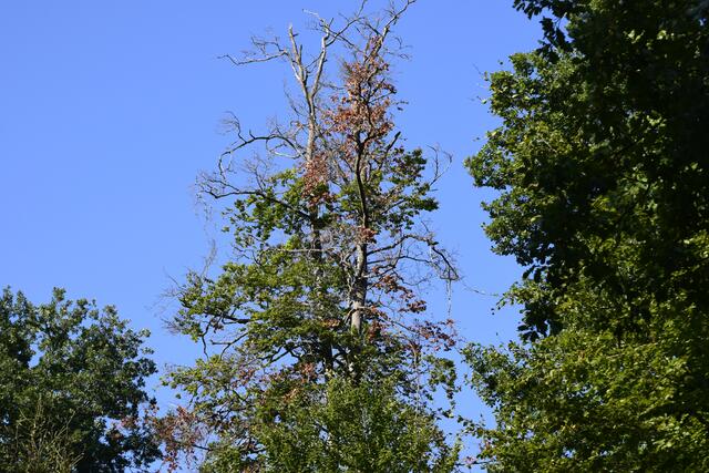 Horst Schikora: "Diese absterbenden Bäume stehen für viele ihrer Artgenossen im Pfälzer Wald denen es miserabel geht. Sie wurden in der Vergangenheit und werden immer noch in der Gegenwart durch forstliche Eingriffe freigestellt (komplette Bestand, altebestand entfernt; und genießen somit keinen Bestandsschutz. Rotbuche; Baum hat keine Überlebungschancen mehr, weil er stark der Sonneneinstrahlung ausgesetzt. | Foto: Horst Schikora