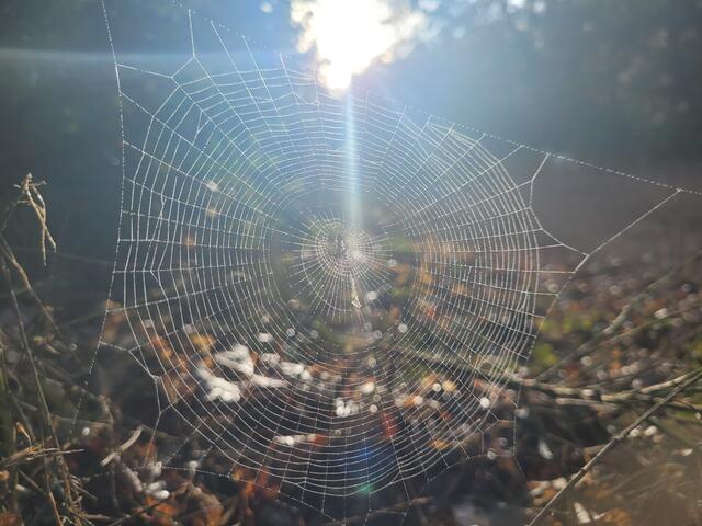 Ein Spinnennetz im Morgenlicht | Foto: Pacher, Markus