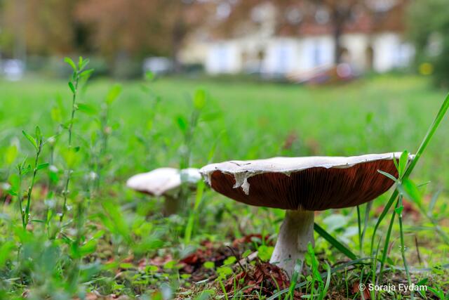 Wiesenchampignon | Foto: Soraja Eydam 