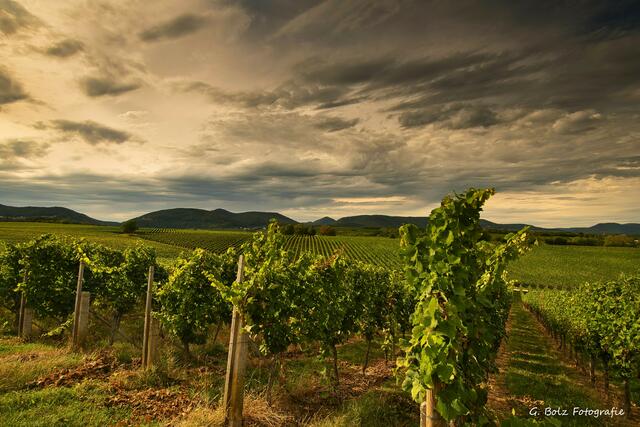 Dunkle Wolken ziehen über die Pfalz | Foto: Günter Bolz