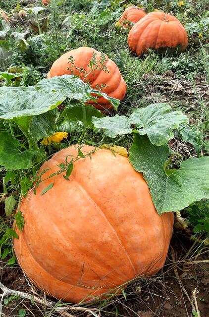 Riesenkürbisse 
