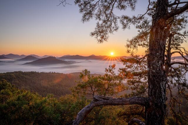 Ein goldener Herbstmorgen aus dem Wasgau bei Dahn. Die Sonne im natürlichen Rahmen einer Fichte. 
