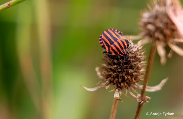 Streifenwanze | Foto: Soraja Eydam 