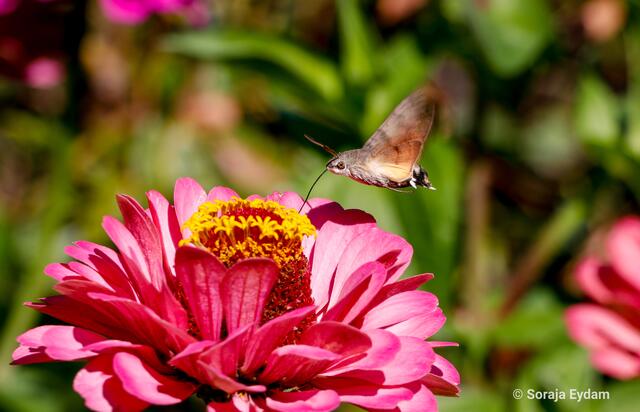 Taubenschwänzchen | Foto: Soraja Eydam 