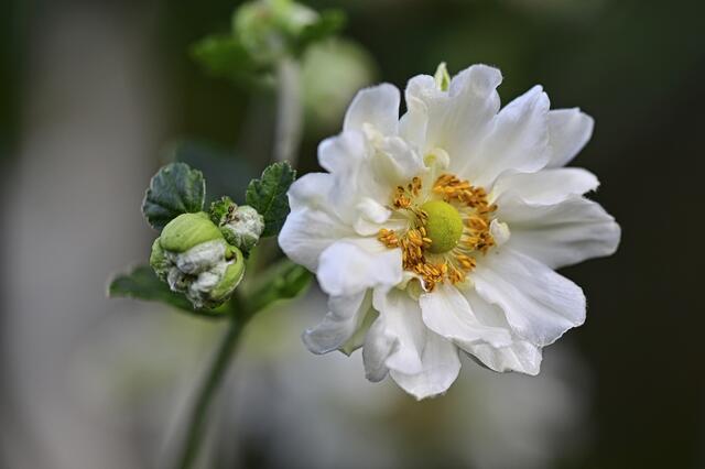 Herbstanemone | Foto: Ilona Schäfer