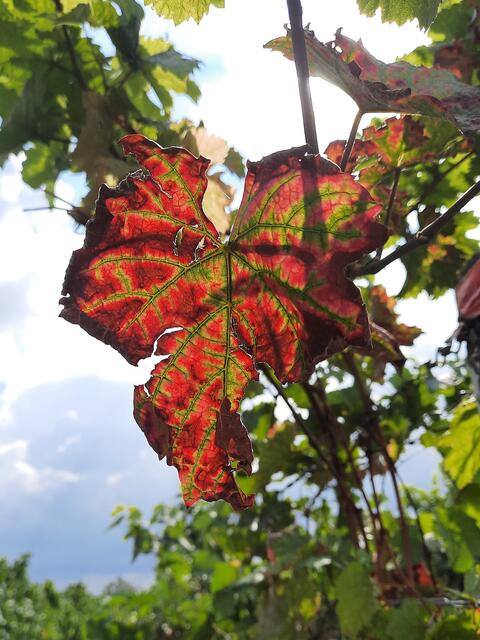 Herbst in der Pfalz - Weinblatt 