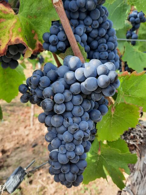 Herbst in der Pfalz - Weintrauben