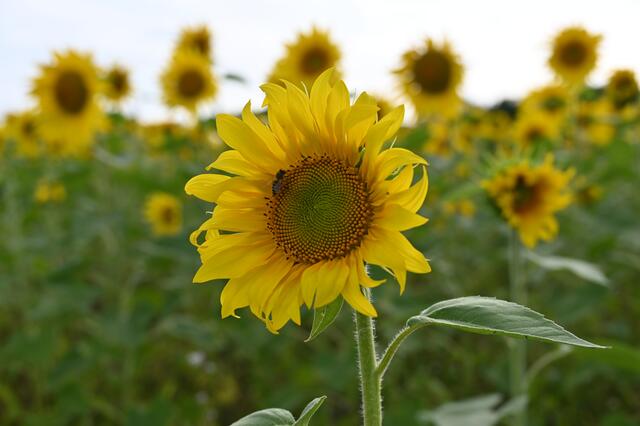 Sonnenblume mit Biene | Foto: A. Abt