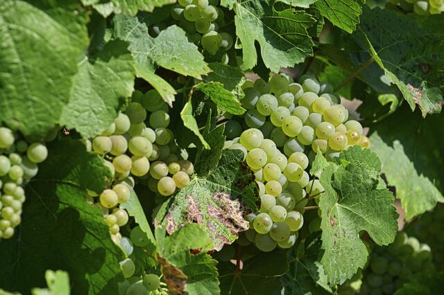 Wein 2022, wird ein guter Jahrgang | Foto: Ilona Schäfer