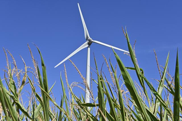 Maiswindrad | Foto: Ilona Schäfer