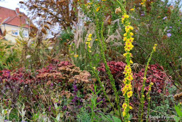 Insektenoase | Foto: Soraja Eydam 