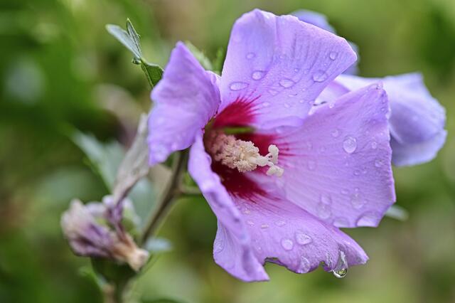 Endlich Regen... | Foto: Ilona Schäfer