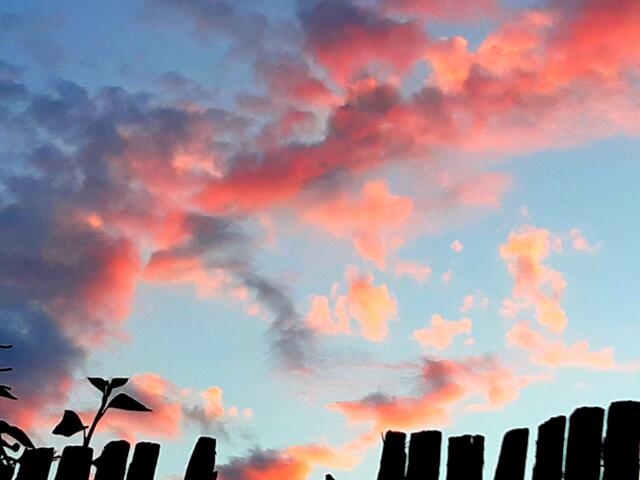 Abendstimmung am Nachbarszaun