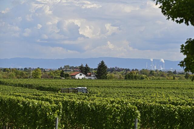 Rebenmeer | Foto: Ilona Schäfer