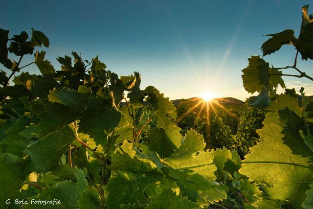 Abendstimmung im Weinberg | Foto: Günter Bolz