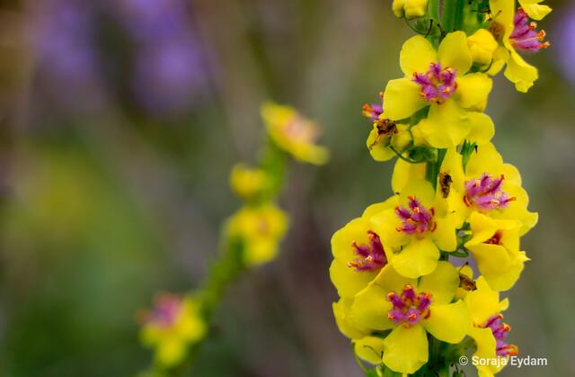 Königskerze | Foto: Soraja Eydam 