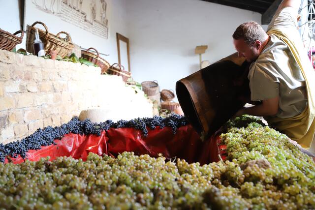 Eine reiche Traubenernte | Foto: Anne Sahler