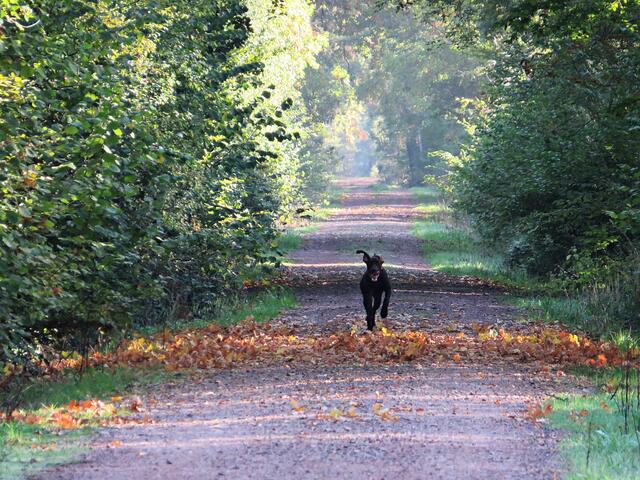 Frei laufender Hund auf dem Waldweg | Foto: Brigitte Melder