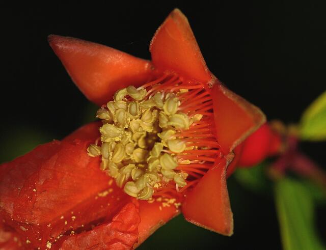 Serie der wunderschönen seltenen roten Litschi-Blüte | Foto: Dr. Peter Schwenn