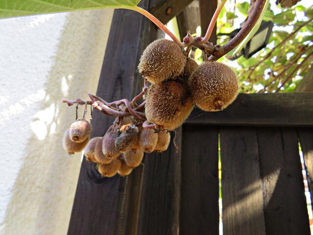 Kleine runde Kiwis | Foto: Brigitte Melder