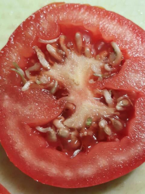 Das Innenleben einer besonderen Tomate | Foto: Petra Schwenn