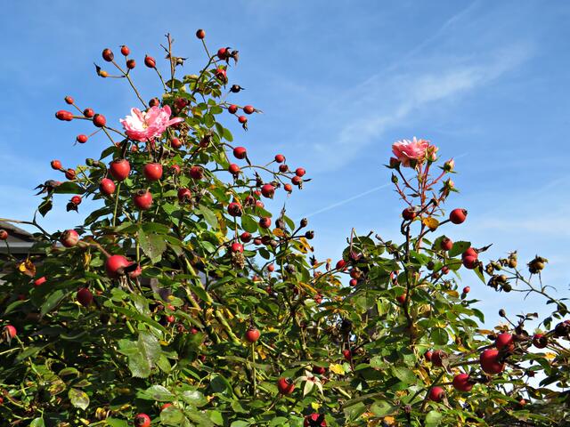 Im Sommer war alles voller Rosen | Foto: Brigitte Melder