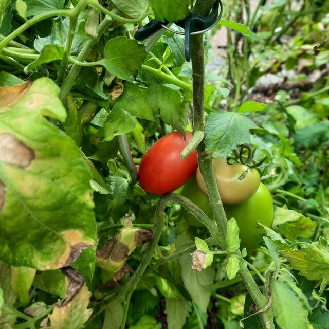 Die erste rote Tomate dieser Sorte | Foto: Petra Schwenn