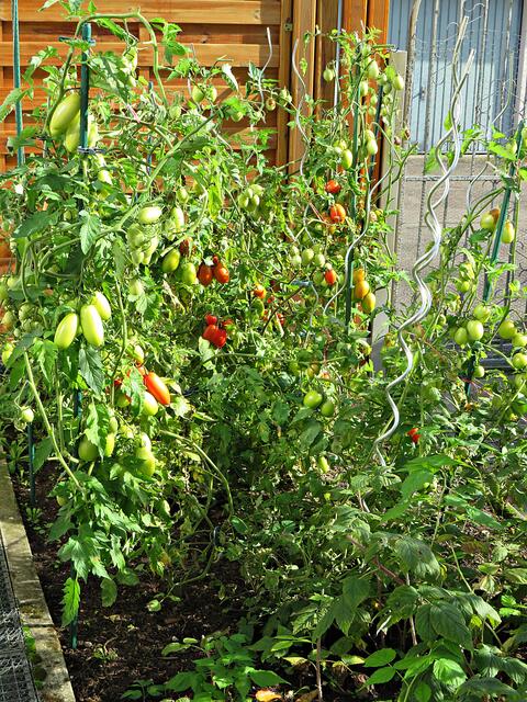 Alles voll mit Tomaten | Foto: Brigitte Melder