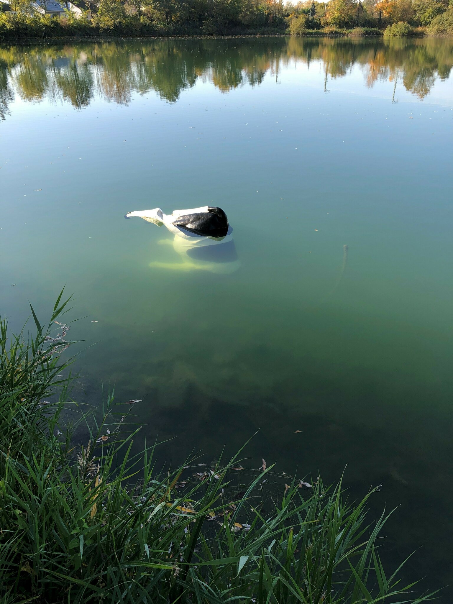 Blaulicht kurios Plastikkuh aus in Teich versenkt