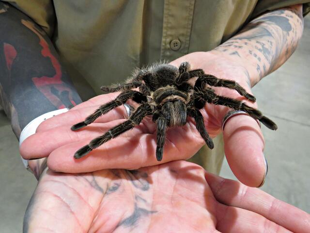 Vogelspinne auf Moanas Hand | Foto: Brigitte Melder