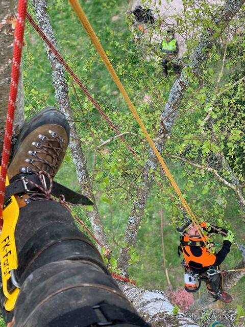 So sieht das Ganze von oben aus | Foto: Borke Baumservice