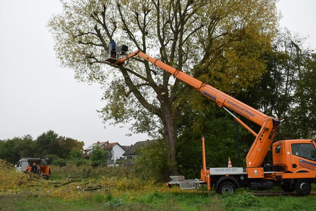 Einen Tag dauert die Fällung dieser Silberweide | Foto: B. Bender