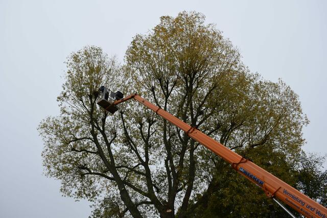 Sichtung eines Vogelnestes. Es ist unbewohnt. Die Arbeit kann fortgesetzt werden.  | Foto: B. Bender