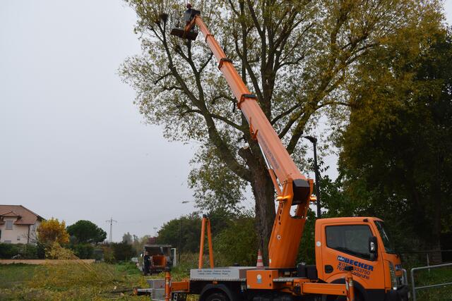 Zu dritt ist Borke Baumservice an diesem Tag am Werk | Foto: B. Bender