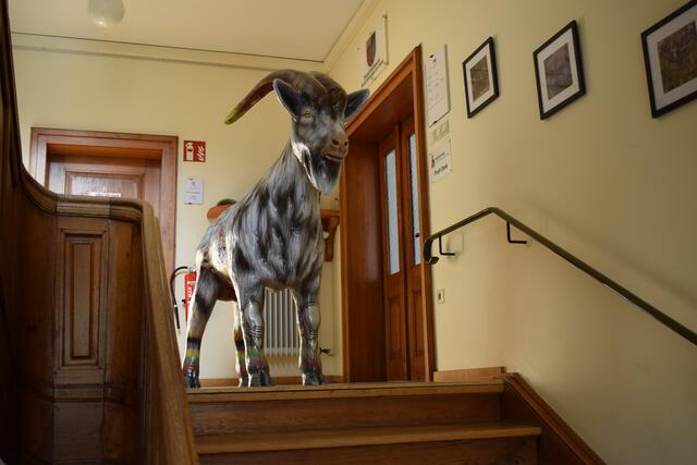 Ein sturer Bock versperrt den Weg