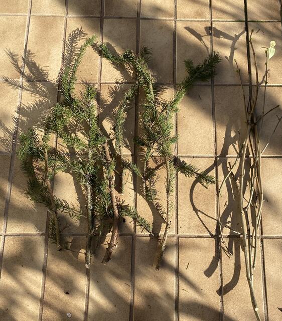 Die Tannen- und Fliederäste für das Grundgerüst.  | Foto: Claudia Bardon