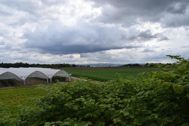 Blick in Richtung Mannheim und den Odenwald | Foto: Gemeinde Mutterstadt