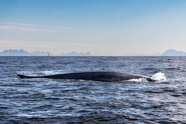 Foto: Johann-Peter Melder