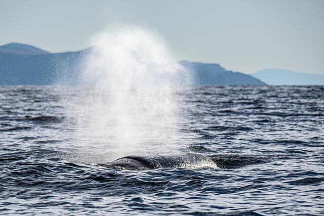 Foto: Johann-Peter Melder
