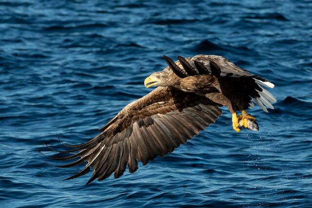 Foto: Johann-Peter Melder