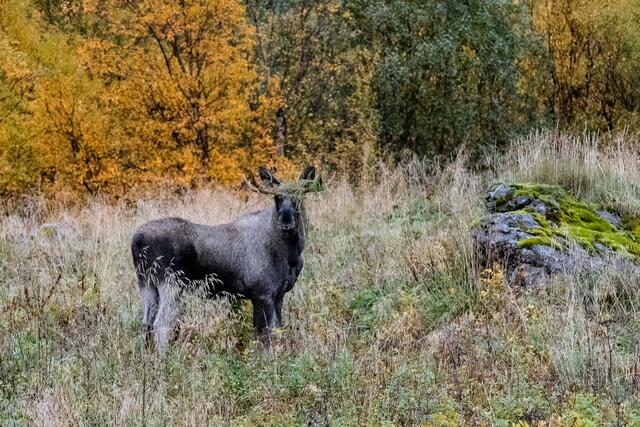 Foto: Johann-Peter Melder