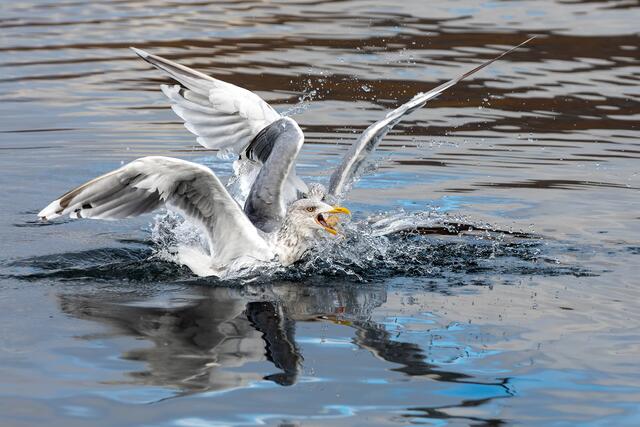 Foto: Johann-Peter Melder