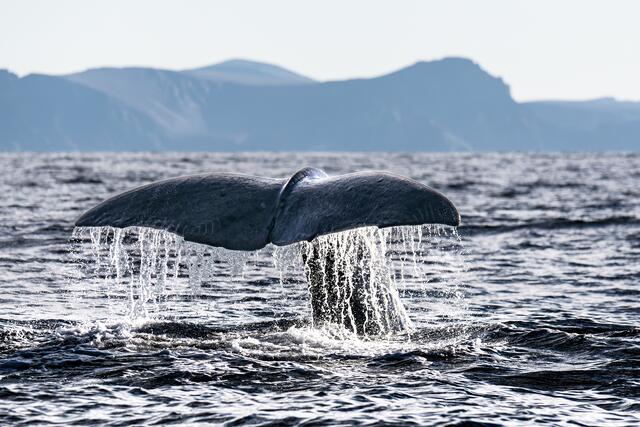 Foto: Johann-Peter Melder