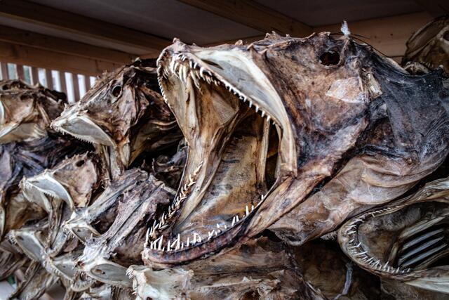 Foto: Johann-Peter Melder