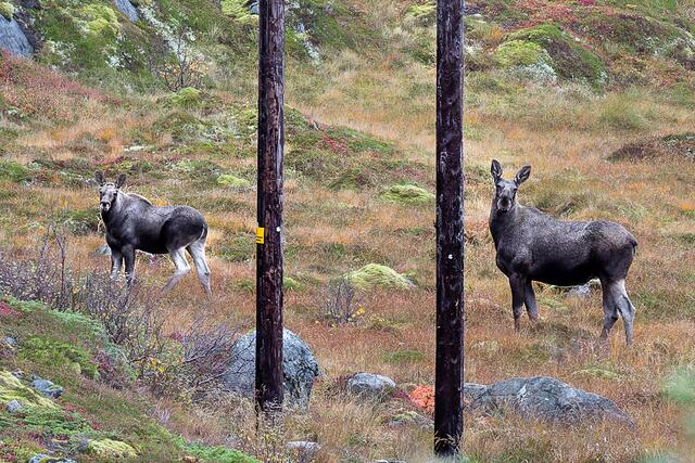 Foto: Johann-Peter Melder