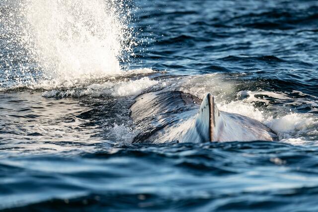 Foto: Johann-Peter Melder