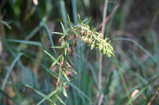 Breitblättrige Stendelwurz (Epipactes helleborine) | Foto: A. Abt
